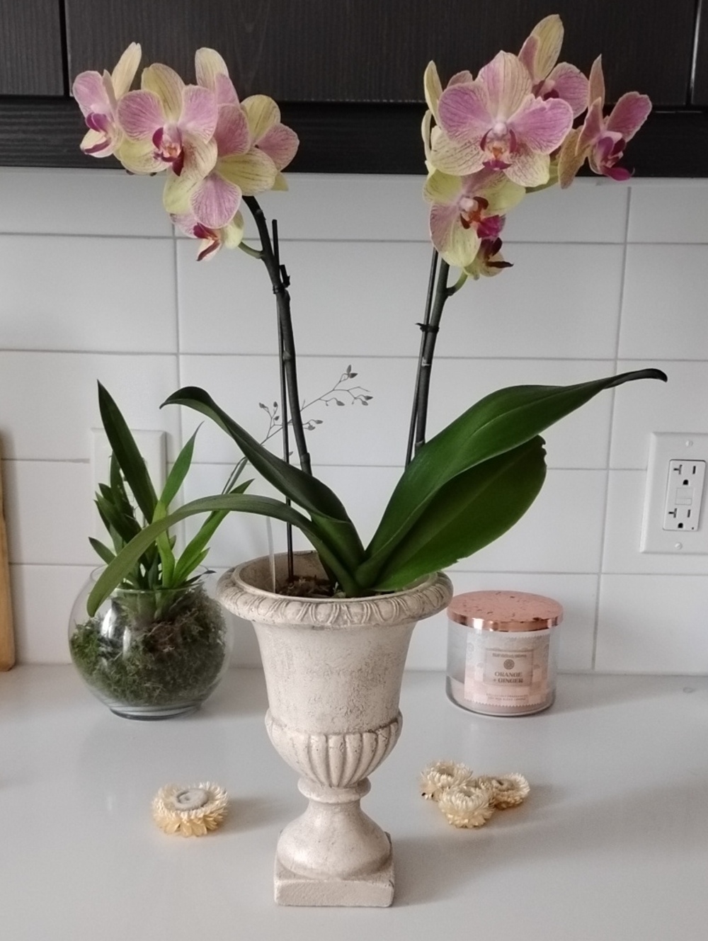 Decorative Beige Planter/Vase